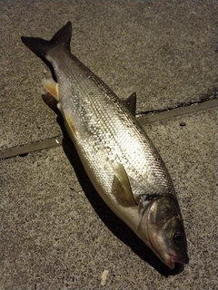 ウグイの釣果