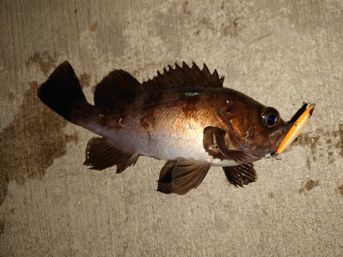 メバルの釣果