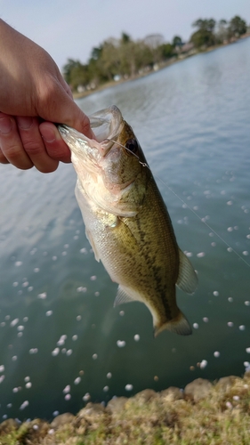 ラージマウスバスの釣果