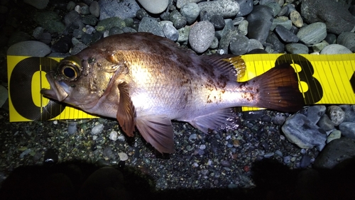 メバルの釣果