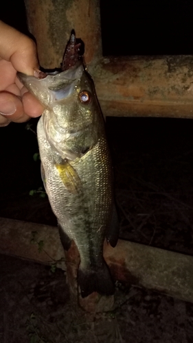 ラージマウスバスの釣果