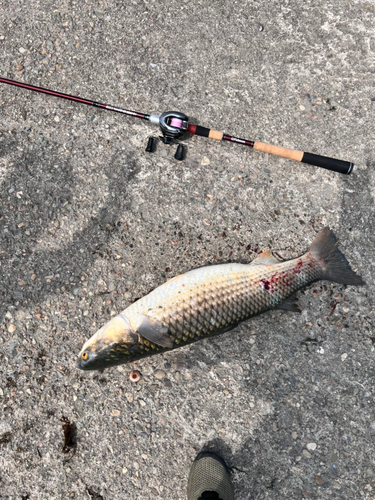 メナダの釣果