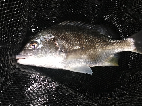 キビレの釣果