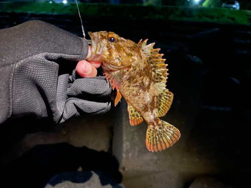 カサゴの釣果