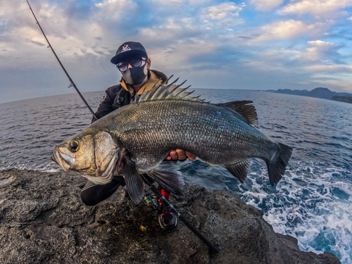 ヒラスズキの釣果