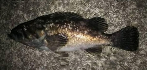 クロソイの釣果