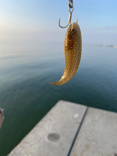 シタビラメの釣果