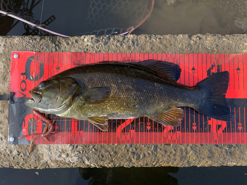 スモールマウスバスの釣果