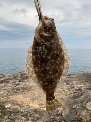 ヒラメの釣果