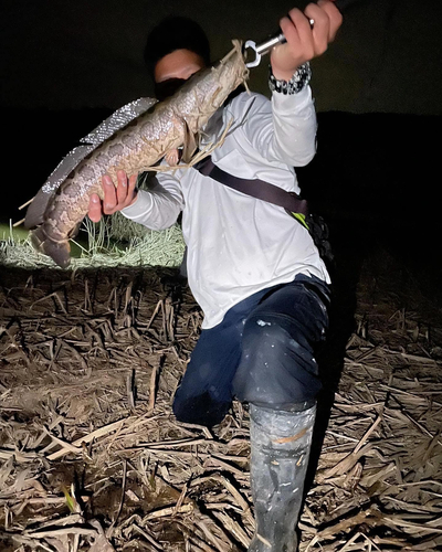 カムルチーの釣果