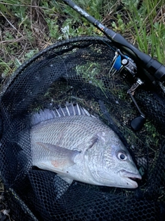 キビレの釣果