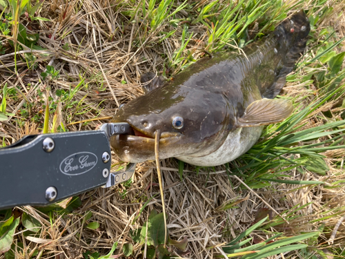 ナマズの釣果