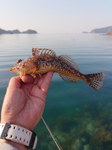 アナハゼの釣果