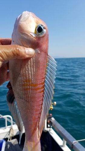 アマダイの釣果