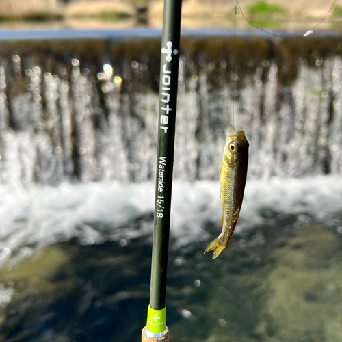 カワムツの釣果