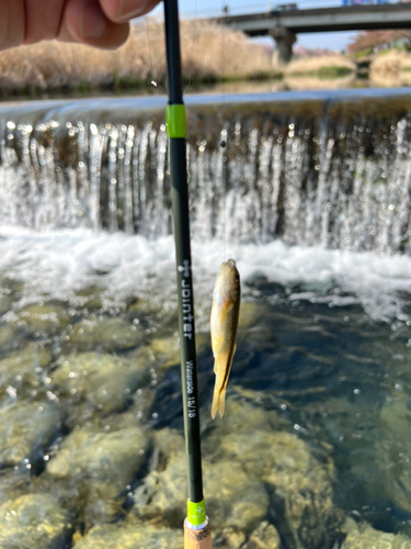 カワムツの釣果