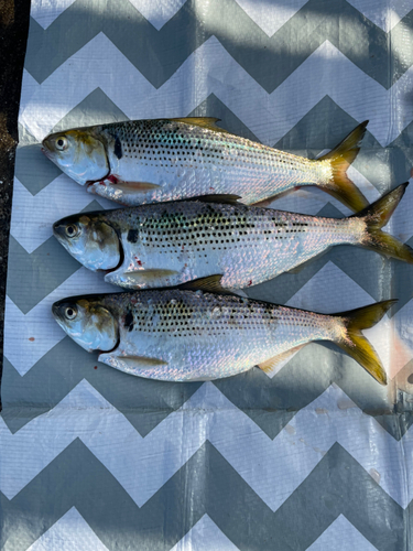 コノシロの釣果