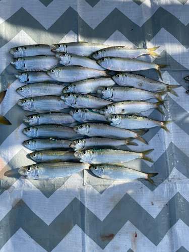 サッパの釣果