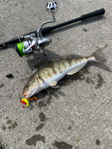 ホッケの釣果