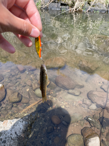 アブラハヤの釣果