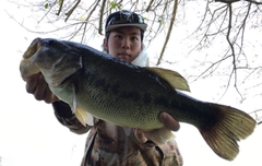 ブラックバスの釣果