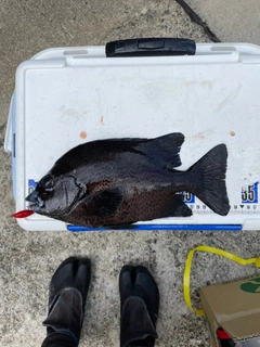 イシガキダイの釣果