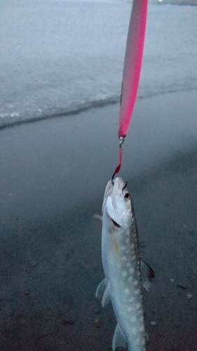 アメマスの釣果