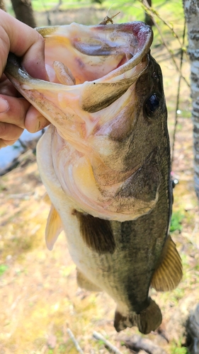 ラージマウスバスの釣果