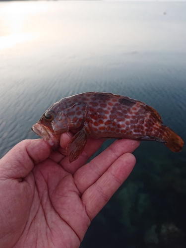 キジハタの釣果