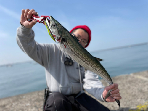 サワラの釣果