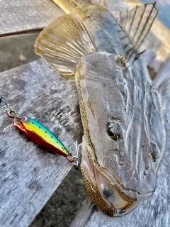 マゴチの釣果