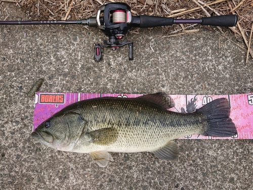 ブラックバスの釣果