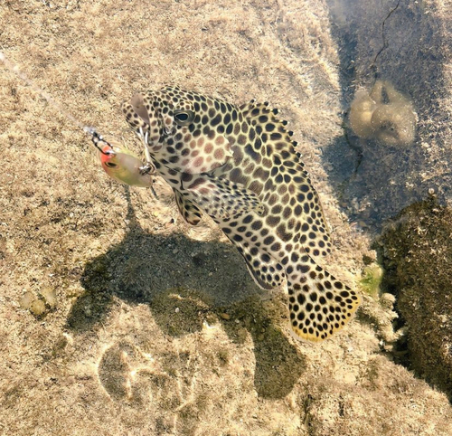 イシミーバイの釣果