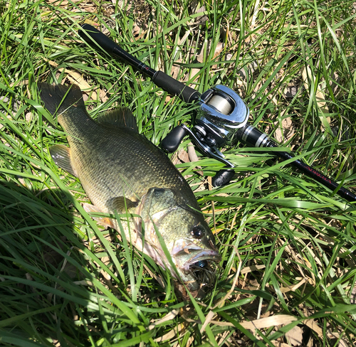 ラージマウスバスの釣果