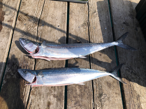 サゴシの釣果