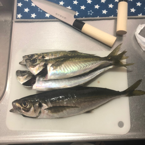 アジの釣果