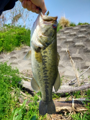 ラージマウスバスの釣果