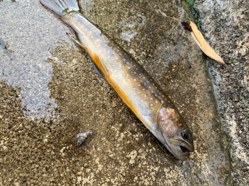 イワナの釣果