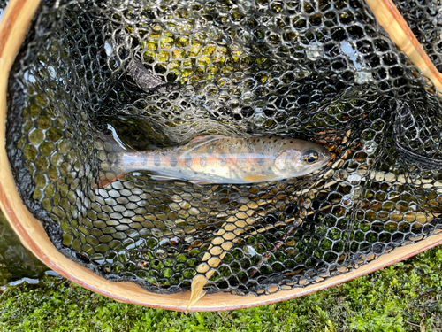 ヤマメの釣果