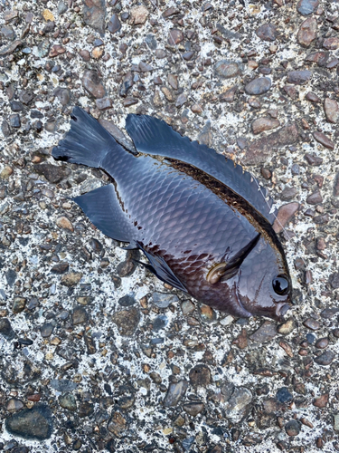 クロスズメダイの釣果