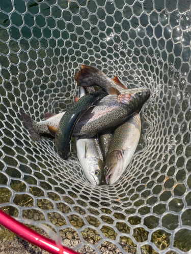 ニジマスの釣果