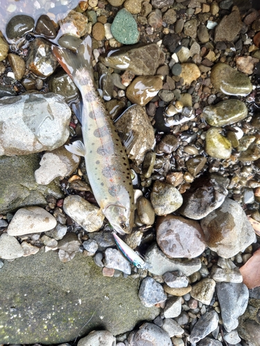 アマゴの釣果