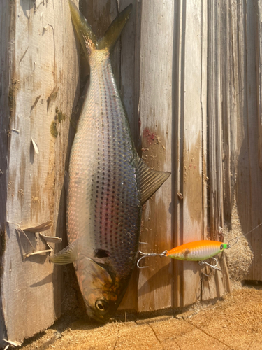 釣果