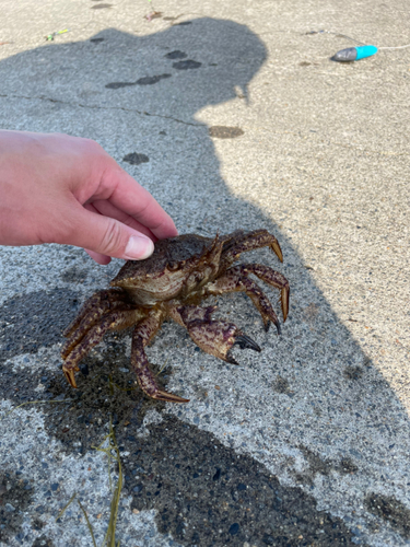 カニの釣果