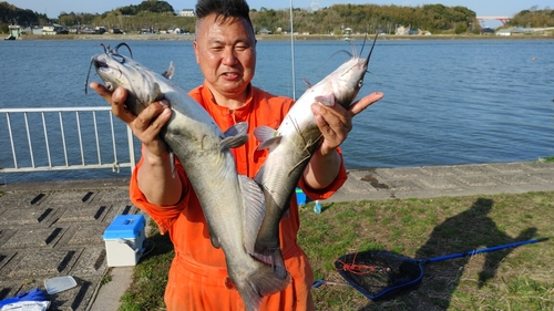 アメリカナマズの釣果