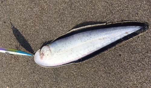 シタビラメの釣果