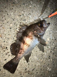 メバルの釣果