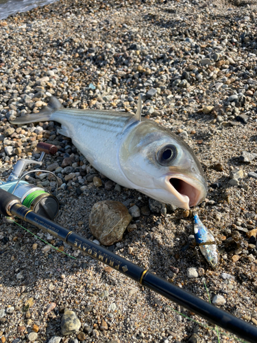 ボラの釣果