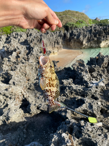 イシミーバイの釣果