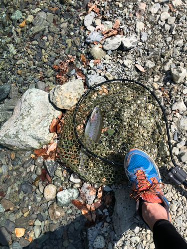 ニジマスの釣果